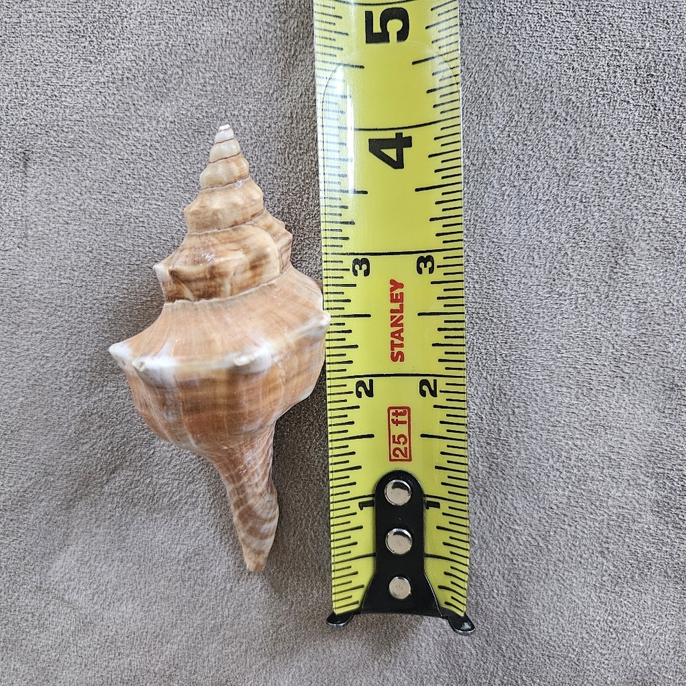 NEW Coastal Decor Set Shark Sign Shells Starfish & Shell Keychain Fish Tank Safe - Picture 8 of 10